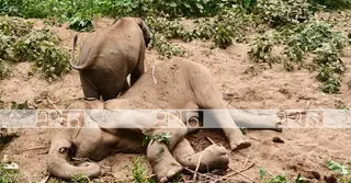 রাঙামাটির লংগদুতে এশিয়ান পুরুষ বুনোহাতির মৃত্যু